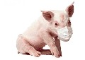 porc-gripa-porcina.jpg